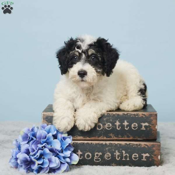Russ, Miniature Poodle Puppy